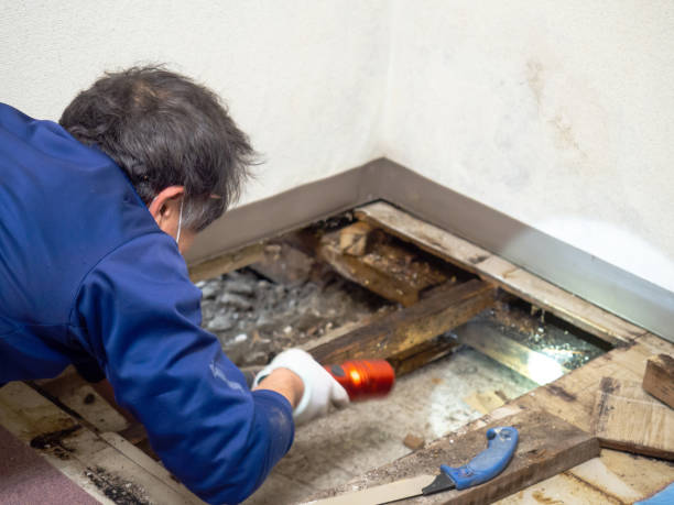 Best Home Mold Removal  in Durham, CA