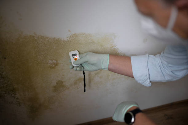 Best Commercial Mold Removal  in Durham, CA