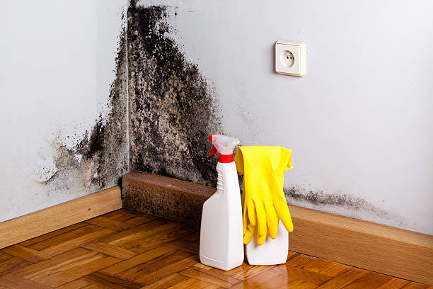 Best Office Mold Removal Services  in Durham, CA