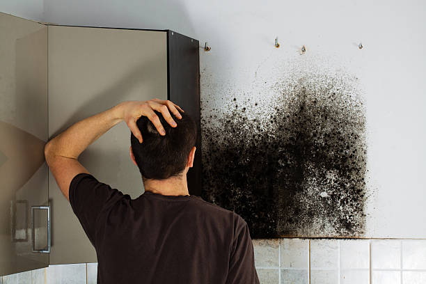 Best Toxic Mold Removal  in Durham, CA
