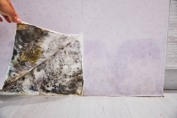 Reliable Durham, CA Mold Removal Solutions